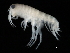  (Americorchestia salomani - TALMSHI-01)  @11 [ ] CreativeCommons - Attribution (2010) Unspecified Centre for Biodiversity Genomics