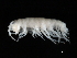  ( - TALMSHI-02)  @11 [ ] CreativeCommons - Attribution (2010) Unspecified Centre for Biodiversity Genomics