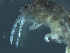  ( - ASPM09-01)  @13 [ ] CreativeCommons - Attribution (2010) Unspecified Centre for Biodiversity Genomics