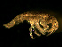 (Ischyrocerus - ASPM11-01)  @15 [ ] CreativeCommons - Attribution (2010) Unspecified Centre for Biodiversity Genomics