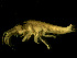  ( - BSM07T1-01)  @11 [ ] CreativeCommons - Attribution (2010) Unspecified Centre for Biodiversity Genomics