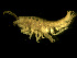  ( - BSM07T1-02)  @11 [ ] CreativeCommons - Attribution (2010) Unspecified Centre for Biodiversity Genomics