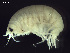  ( - BSM07T1-10)  @13 [ ] CreativeCommons - Attribution (2010) Unspecified Centre for Biodiversity Genomics