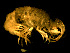  ( - KD07-01)  @13 [ ] CreativeCommons - Attribution (2010) Unspecified Centre for Biodiversity Genomics