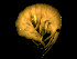  ( - L187AR1-09)  @13 [ ] CreativeCommons - Attribution (2010) Unspecified Centre for Biodiversity Genomics