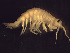  ( - L189AR1-01)  @13 [ ] CreativeCommons - Attribution (2010) Unspecified Centre for Biodiversity Genomics
