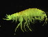  (Americorchestia longicornis - L191AR4-01)  @13 [ ] CreativeCommons - Attribution (2010) Unspecified Centre for Biodiversity Genomics