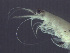  ( - L42AR2-01)  @14 [ ] CreativeCommons - Attribution (2010) Unspecified Centre for Biodiversity Genomics