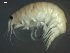  ( - L51AR2-03)  @14 [ ] CreativeCommons - Attribution (2010) Unspecified Centre for Biodiversity Genomics