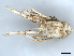  (Munidopsis curvirostra - TE-004T88-02)  @11 [ ] CreativeCommons - Attribution (2020) CBG Photography Group Centre for Biodiversity Genomics