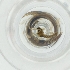  ( - WWTS_002_C11)  @11 [ ] by  Genome Research Ltd as Wellcome Sanger Institute Genome Research Limited operating as Wellcome Sanger Institute