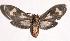  (Heliura tetragramma - 04-SRNP-45146)  @14 [ ] CreativeCommons - Attribution Non-Commercial Share-Alike (2004) Unspecified Guanacaste Dry Forest Conservation Fund