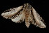  ( - 04HBL005273)  @13 [ ] CreativeCommons - Attribution (2010) Unspecified Centre for Biodiversity Genomics