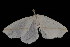  ( - 04HBL005327)  @13 [ ] CreativeCommons - Attribution (2010) Unspecified Centre for Biodiversity Genomics