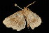  ( - 04HBL005332)  @12 [ ] CreativeCommons - Attribution (2010) Unspecified Centre for Biodiversity Genomics