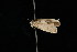  ( - 04HBL006447)  @13 [ ] CreativeCommons - Attribution (2010) Unspecified Centre for Biodiversity Genomics