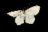  ( - 04HBL006449)  @13 [ ] CreativeCommons - Attribution (2010) Unspecified Centre for Biodiversity Genomics