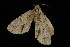  ( - 04HBL006572)  @12 [ ] CreativeCommons - Attribution (2010) Unspecified Centre for Biodiversity Genomics