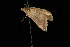  ( - 04HBL006778)  @13 [ ] CreativeCommons - Attribution (2010) Unspecified Centre for Biodiversity Genomics