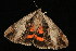 ( - 04HBL006989)  @12 [ ] CreativeCommons - Attribution (2010) Unspecified Centre for Biodiversity Genomics
