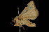  ( - 04HBL007299)  @13 [ ] CreativeCommons - Attribution (2010) Unspecified Centre for Biodiversity Genomics