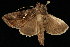  ( - 04HBL007485)  @13 [ ] CreativeCommons - Attribution (2010) Unspecified Centre for Biodiversity Genomics