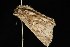  ( - Moth4396.03)  @12 [ ] CreativeCommons - Attribution (2010) Unspecified Centre for Biodiversity Genomics