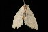  ( - Moth4418.03)  @13 [ ] CreativeCommons - Attribution (2010) Unspecified Centre for Biodiversity Genomics