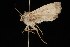  ( - Moth4443.03)  @12 [ ] CreativeCommons - Attribution (2010) Unspecified Centre for Biodiversity Genomics