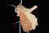  ( - Moth4453.03)  @12 [ ] CreativeCommons - Attribution (2010) Unspecified Centre for Biodiversity Genomics