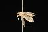  ( - Moth4508.03)  @12 [ ] CreativeCommons - Attribution (2010) Unspecified Centre for Biodiversity Genomics
