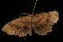  ( - Moth4555.03)  @12 [ ] CreativeCommons - Attribution (2010) Unspecified Centre for Biodiversity Genomics