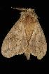  ( - Moth4599.03)  @13 [ ] CreativeCommons - Attribution (2010) Unspecified Centre for Biodiversity Genomics