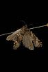 ( - Moth4056.03)  @12 [ ] CreativeCommons - Attribution (2010) Unspecified Centre for Biodiversity Genomics