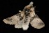  ( - Moth4087.03)  @13 [ ] CreativeCommons - Attribution (2010) Unspecified Centre for Biodiversity Genomics