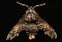  ( - Moth4100.03)  @13 [ ] CreativeCommons - Attribution (2010) Unspecified Centre for Biodiversity Genomics