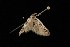  ( - Moth4139.03)  @12 [ ] CreativeCommons - Attribution (2010) Unspecified Centre for Biodiversity Genomics