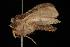  ( - Moth4169.03)  @13 [ ] CreativeCommons - Attribution (2010) Unspecified Centre for Biodiversity Genomics