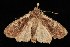  ( - Moth4169.03)  @13 [ ] CreativeCommons - Attribution (2010) Unspecified Centre for Biodiversity Genomics