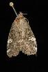  ( - Moth4244.03)  @12 [ ] CreativeCommons - Attribution (2010) Unspecified Centre for Biodiversity Genomics