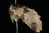  ( - Moth4252.03)  @13 [ ] CreativeCommons - Attribution (2010) Unspecified Centre for Biodiversity Genomics