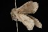  ( - Moth4253.03)  @12 [ ] CreativeCommons - Attribution (2010) Unspecified Centre for Biodiversity Genomics