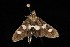  ( - Moth4263.03)  @13 [ ] CreativeCommons - Attribution (2010) Unspecified Centre for Biodiversity Genomics