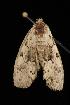  ( - Moth4270.03)  @12 [ ] CreativeCommons - Attribution (2010) Unspecified Centre for Biodiversity Genomics