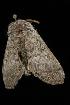  ( - Moth4279.03)  @13 [ ] CreativeCommons - Attribution (2010) Unspecified Centre for Biodiversity Genomics