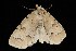  ( - Moth4284.03)  @14 [ ] CreativeCommons - Attribution (2010) Unspecified Centre for Biodiversity Genomics