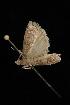  ( - Moth4303.03)  @12 [ ] CreativeCommons - Attribution (2010) Unspecified Centre for Biodiversity Genomics