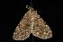  ( - Moth4329.03)  @13 [ ] CreativeCommons - Attribution (2010) Unspecified Centre for Biodiversity Genomics