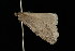  ( - HBL008907)  @13 [ ] CreativeCommons - Attribution (2010) Unspecified Centre for Biodiversity Genomics