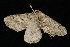 ( - HBL008936)  @13 [ ] CreativeCommons - Attribution (2010) Unspecified Centre for Biodiversity Genomics